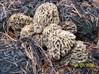 I took hundreds of photographs of morels during the summer of 2006. I shot this blond cluster on August 28th and I photographed the last fresh morels of the year on September 12th if I recall correctly. For those who have difficulty believing that wild morels grow so late in the year, understand that I have been researching these mushrooms for many years and was still shipping them fresh into October during 2005.