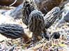 A nice cluster of gray morels that I photographed during summer of 2006.....YUM.....